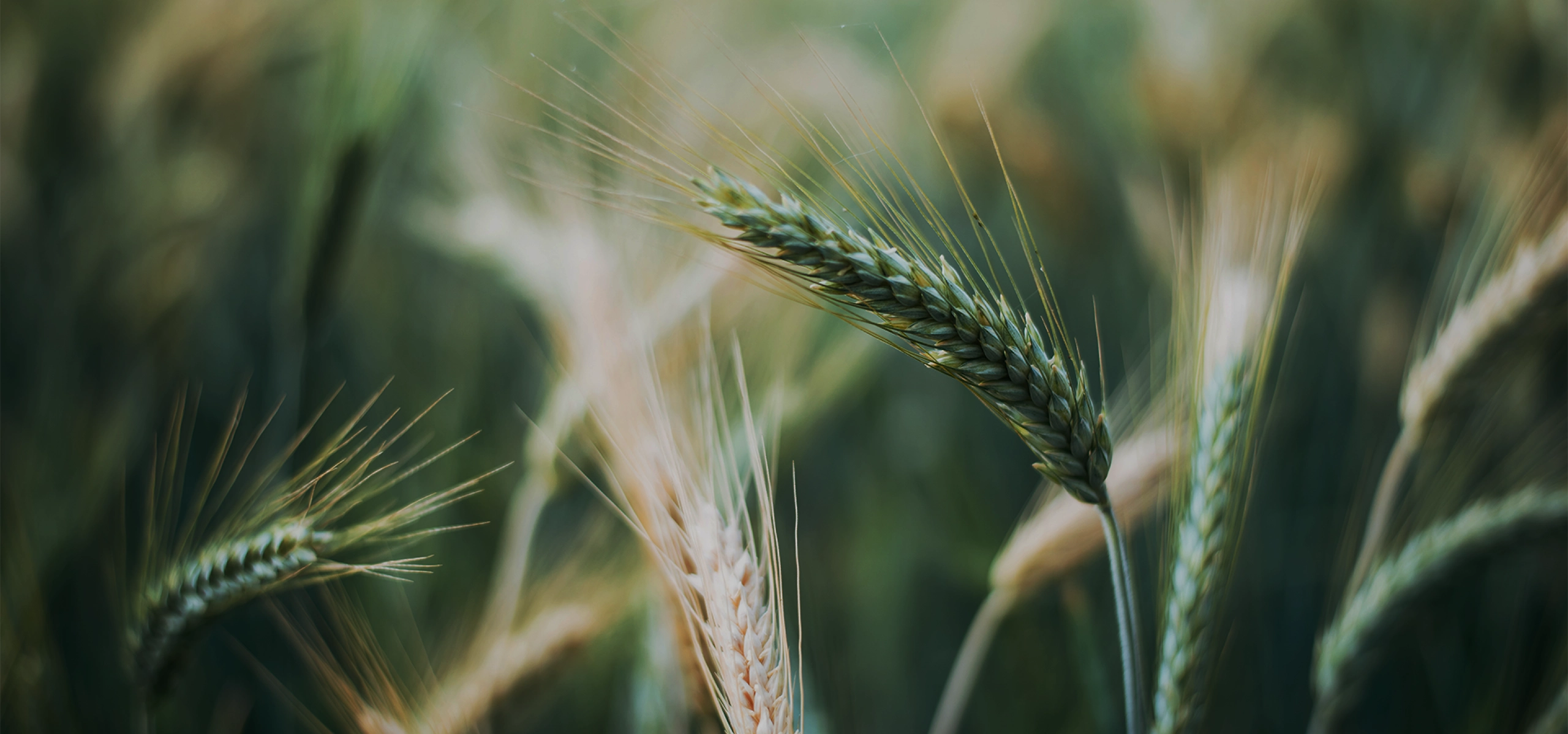 FERTIAGRO